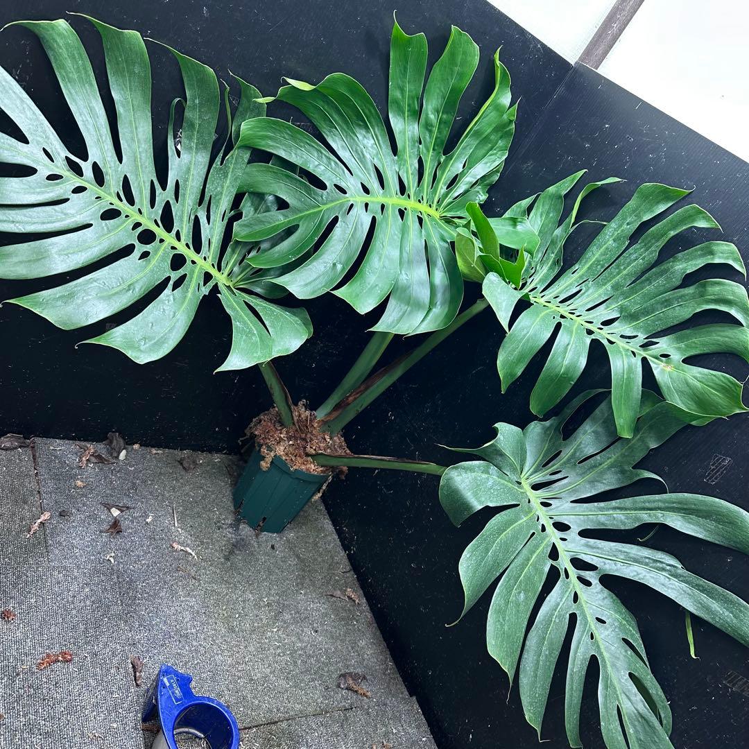 d*a様 モンステラデリシオーサマクロコズム超希少系統鉢植え84㎝