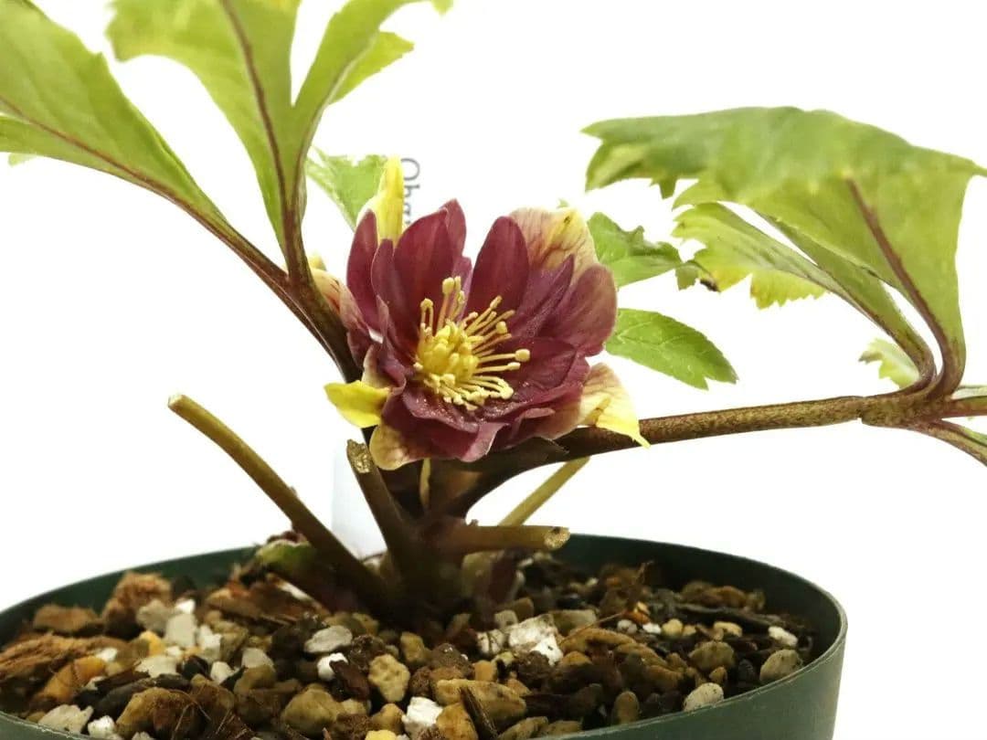 クリスマスローズ開花株　大木ナーセリー　イリュージョン交配