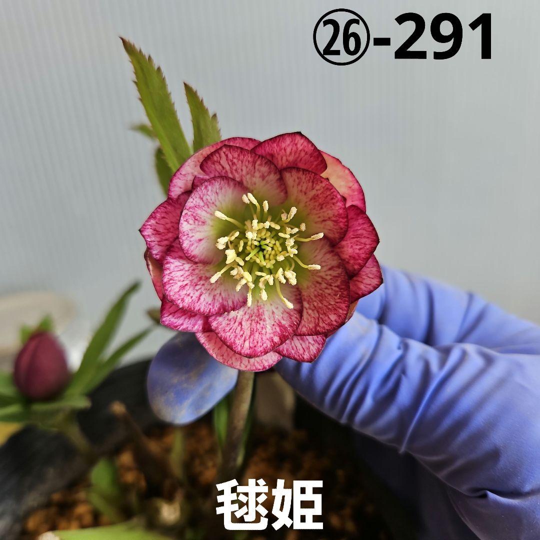 ㉖-291クリスマスローズ