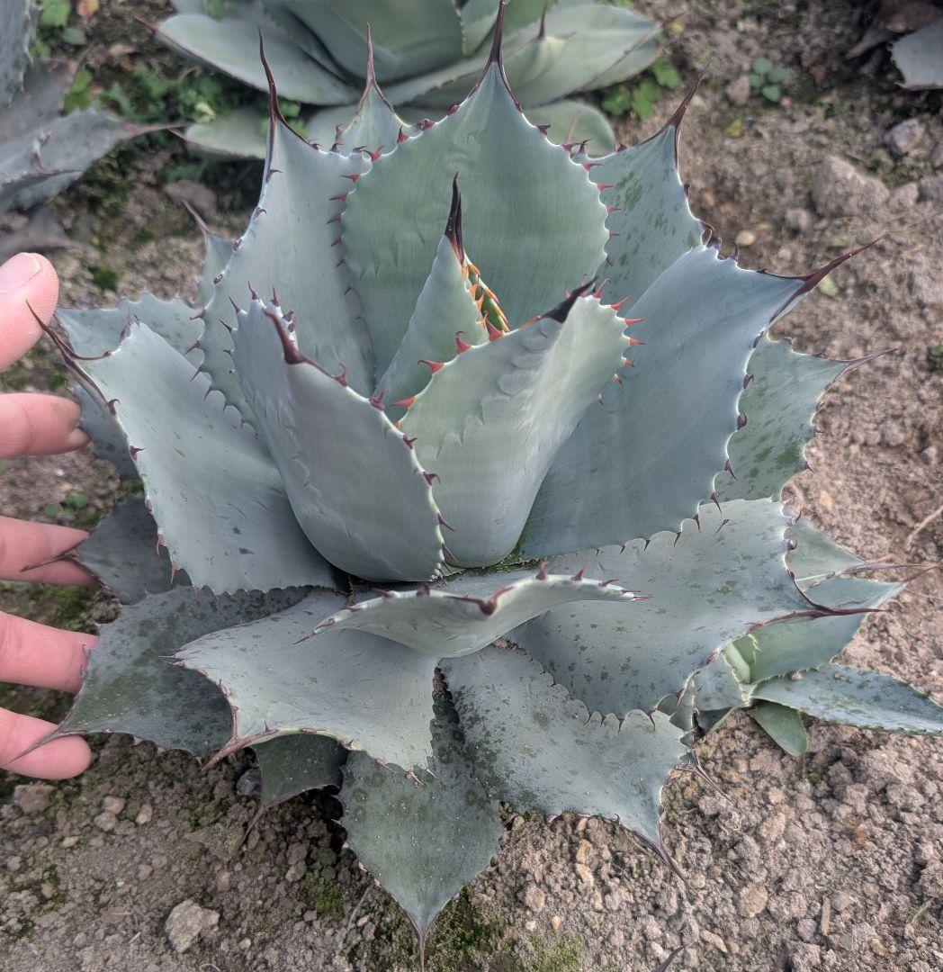 アガベ☆パリートランカータ 実生株 唯一無二の個体美 ドライガーデン向け