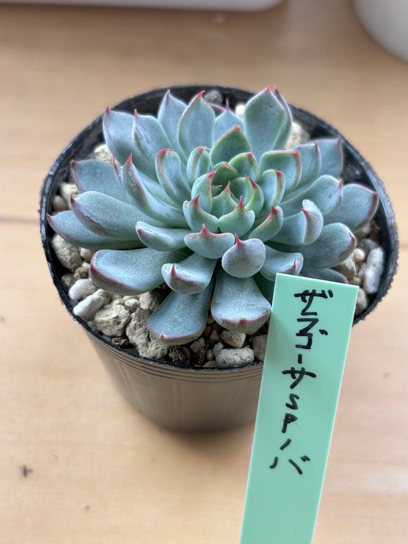 【週末値下げ中】おらいさん ザラゴーサSPノバ 札付きポットごと メルカリ便