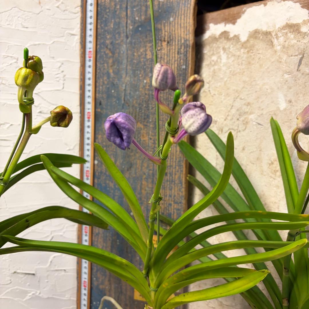 【特選】　洋蘭　バンダ　4種4株 サンチャイゴールドスポット