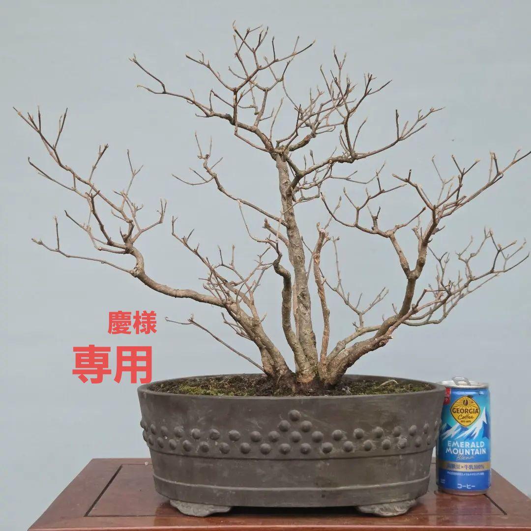 紫式部(コムラサキ)　[株立ち木]　中品盆栽