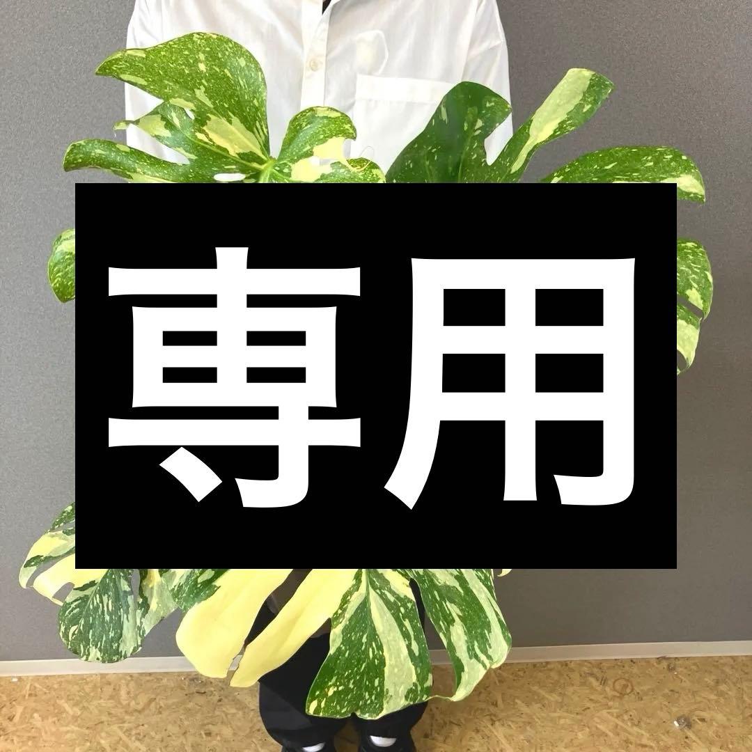 超絶希少❗️超絶美斑❗️モンステラ　デリシオーサ　クリームブリュレ✨キセログラフィカ
