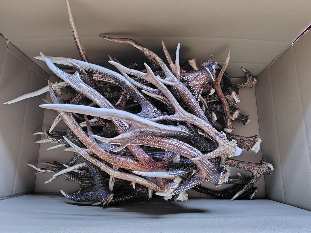 【クラフト】鹿の角 65本 20kg 複数セット おまとめ お得