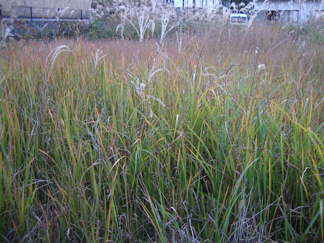 PENTAX Optio230 デジカメ スマホ転送OK 自撮り