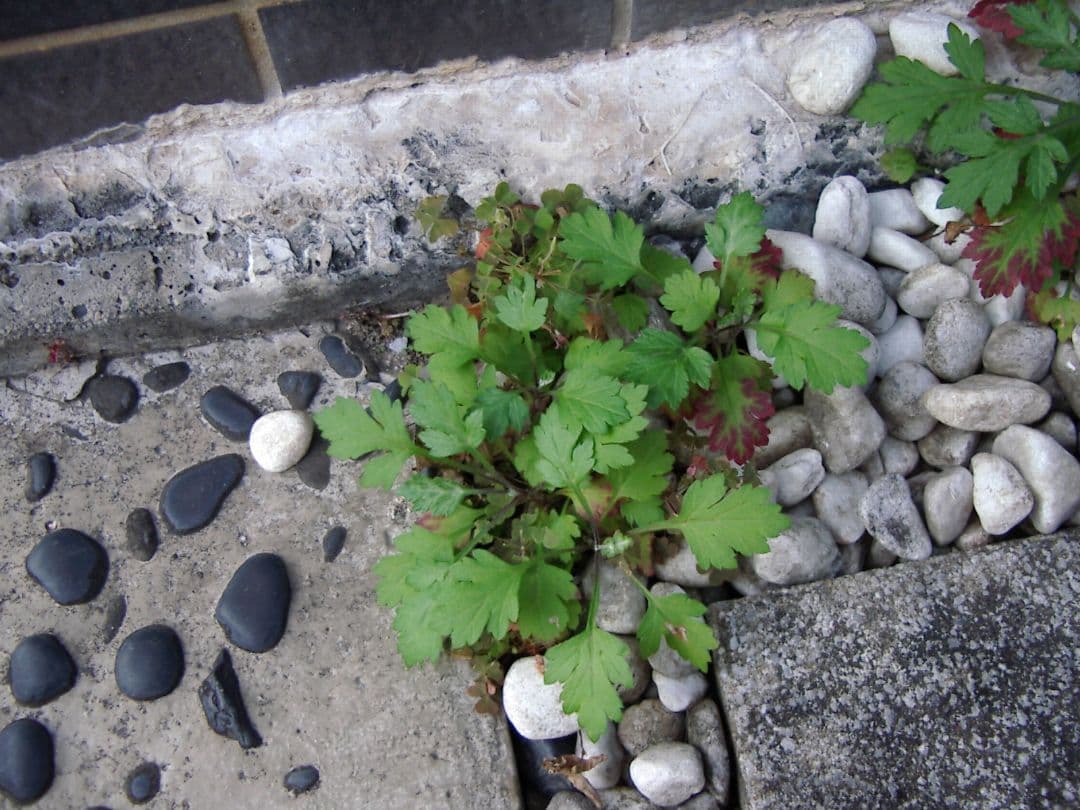 PENTAX Optio230 デジカメ スマホ転送OK 自撮り