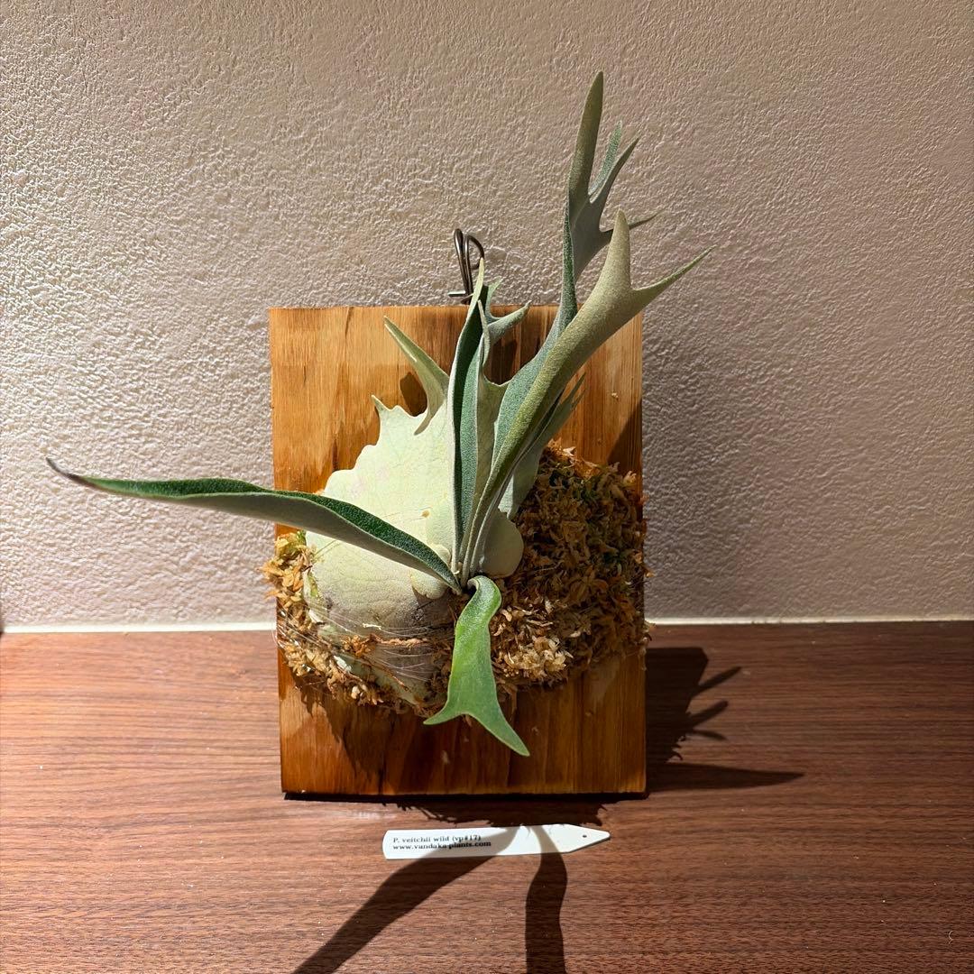 ビカクシダ　veitchii wild vp#17