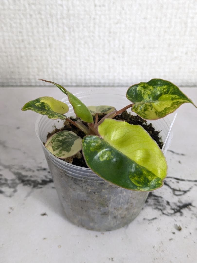 フィロデンドロン　ビレッティア　斑入り