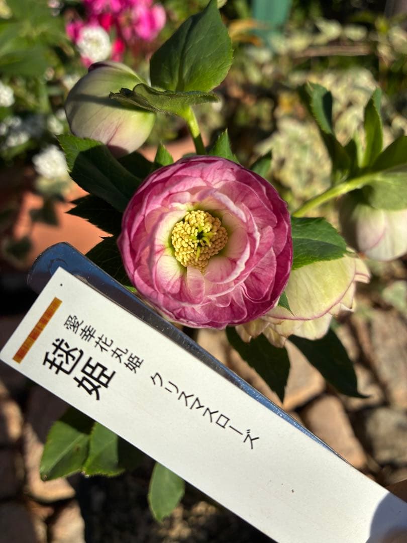 ♡認定♡毬姫　コロコロ咲き