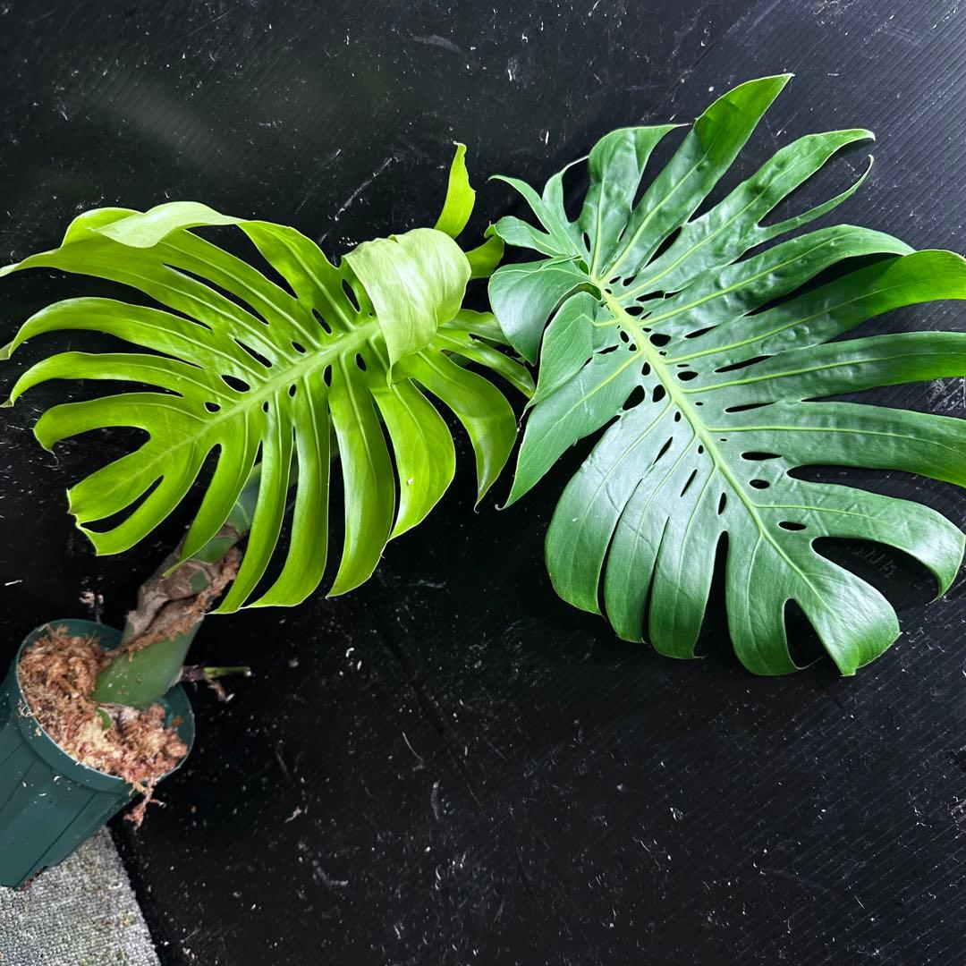 し*け様 モンステラデリシオーサマクロコズム超希少系統鉢植え67㎝