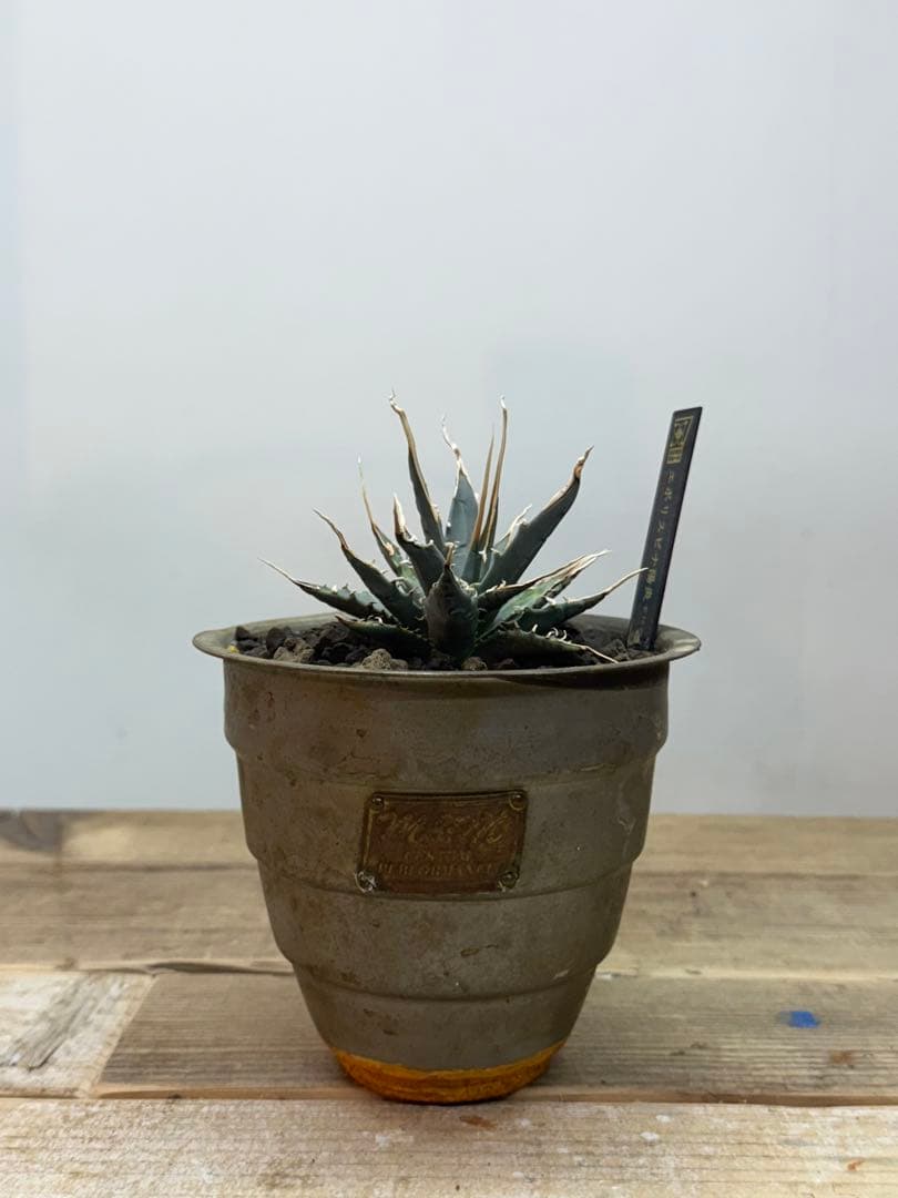 エボリスピナ【陽炎】【うねり】【m&m】